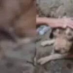 Cão da raça pitbull é resgatado em Juazeiro do Norte após denúncias de maus-tratos
