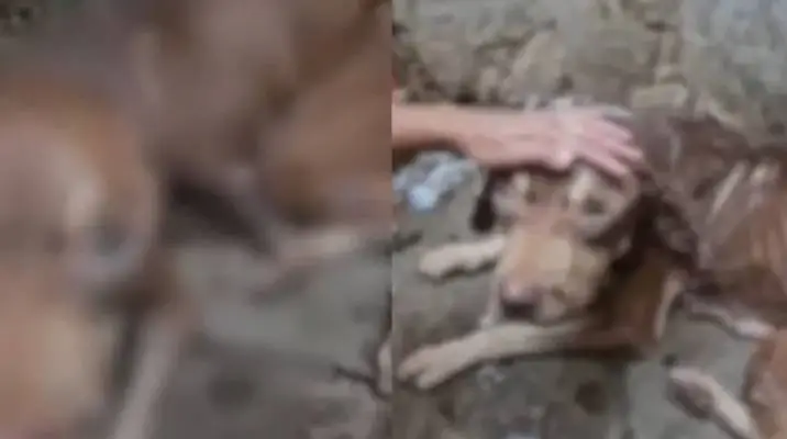 Cão da raça pitbull é resgatado em Juazeiro do Norte após denúncias de maus-tratos