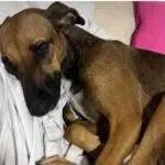 Caso Rapunzel reacende debate sobre violência extrema contra animais no Ceará