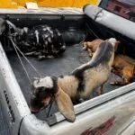 Polícia recupera caprinos furtados e apreende arma em Sobral, no Ceará