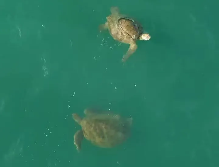 Drone flagra tartarugas marinhas nadando próximo à Beira-Mar de Fortaleza