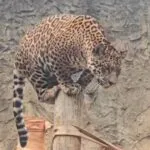 Oncinha Atenas comemora 1 ano com bolo de frutas e presentes em parque de São Carlos