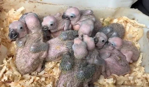 Homem é preso em Fortaleza com 22 aves silvestres em situação de maus-tratos e espécies em extinção