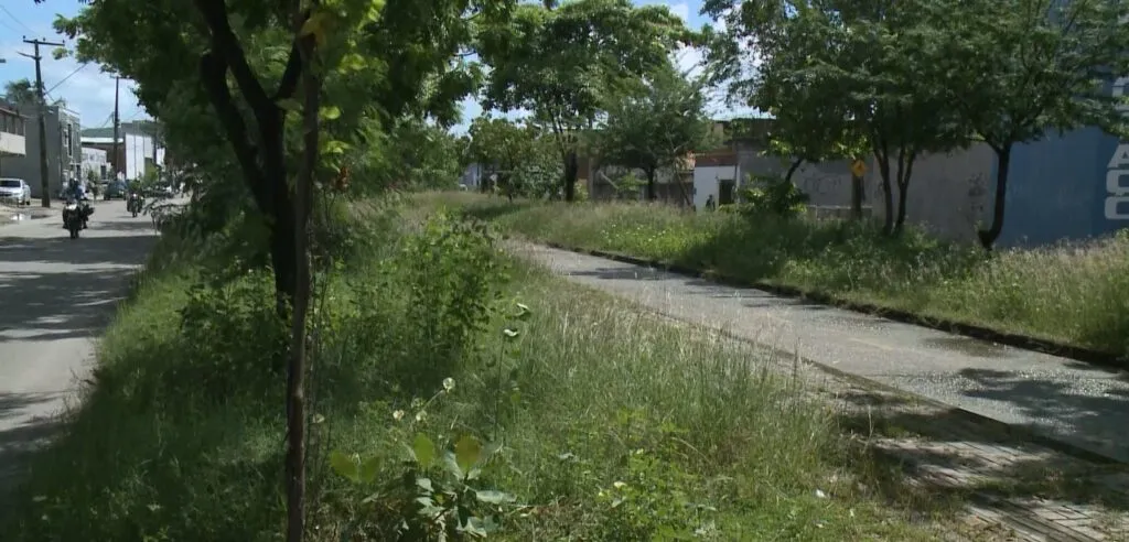 Mato alto em canteiros de Fortaleza preocupa moradores e dificulta travessia de pedestres