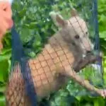 Polícia realiza resgate de cachorro preso em mangue no Rio Cocó, em Fortaleza