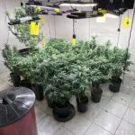 Polícia Civil desativa laboratório com mais de 380 pés de maconha em Fortaleza